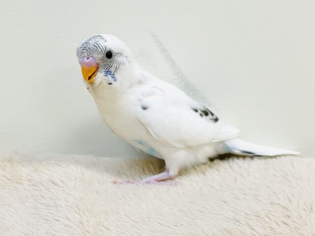 マイペースにのびのび〜っ🩵🤍セキセイインコ（白ハルクイン）ヒナ