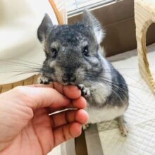 まんま~るい❤︎⁎˃ ˂ 全部がギュっとつまってます💫🧞‍♂️かわいいチンチラくん男のコ💜♂