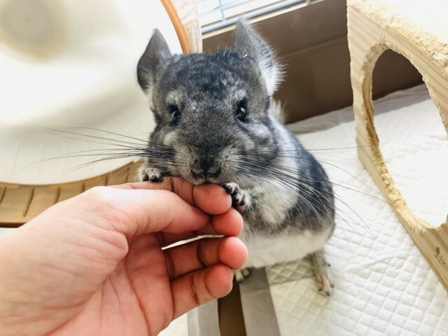 まんま~るい❤︎⁎˃ ˂ 全部がギュっとつまってます💫🧞‍♂️かわいいチンチラくん男のコ💜♂