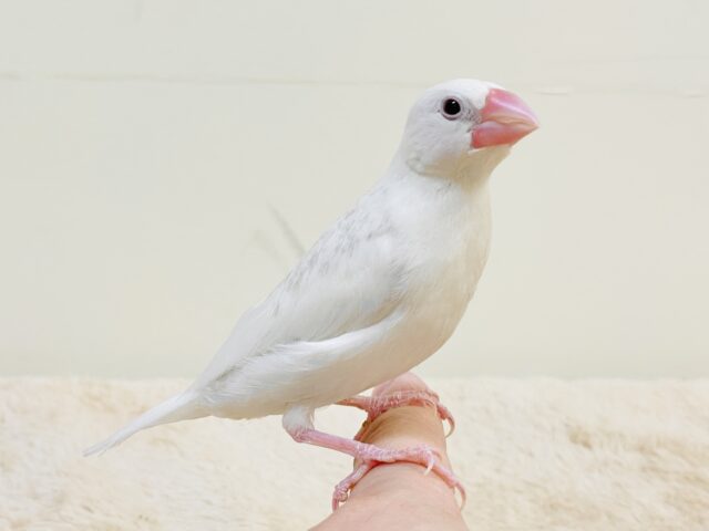 早く飛びたいなぁ〜✨白文鳥（ヒナ）