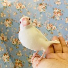 包み込まれて甘えたい❤︎*´꒳`とっても綺麗な色変わり文鳥さん🌺✨