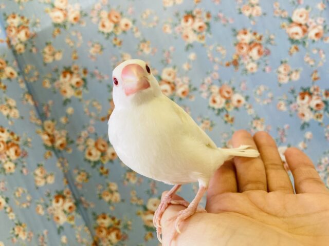 包み込まれて甘えたい❤︎*´꒳`とっても綺麗な色変わり文鳥さん🌺✨