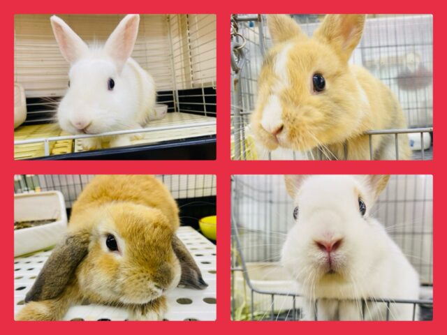 年越しはウサちゃんと過ごしましょ🐰💕ウサウサフェア開催中‼️