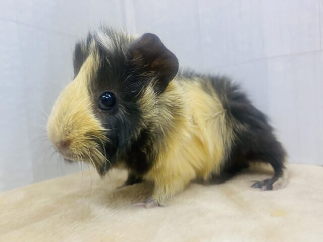 モヒカンヘア〜がチャームポイント✨くるっくるんなアビシニアンモルモット🤎