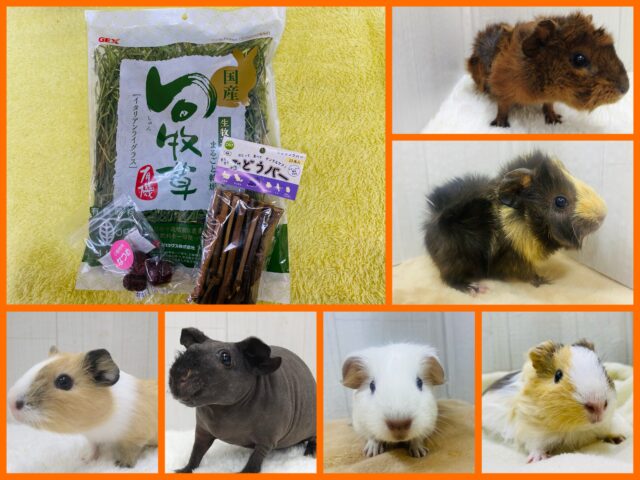 みんなで一緒にﾌﾟｨﾌﾟｨﾌﾟｨ~🫶💕︎︎モルモットfair開催中ですよ‼️