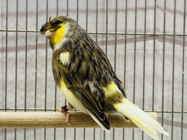 頭のつむじを見せちゃいます🩷グロスターカナリアコロナ✨