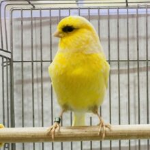 左目のアイラインがチャームポイント☝🏻‪‪✨グロスターカナリア（コンソートタイプ）💛