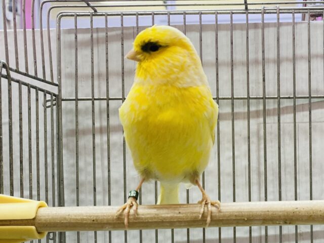 左目のアイラインがチャームポイント☝🏻‪‪✨グロスターカナリア（コンソートタイプ）💛