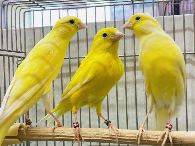 派手派手レモンカラー🍋✨レモンカナリア男の子👑