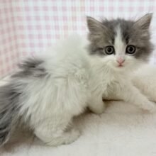 全力にゃー！スコティッシュちゃん💖