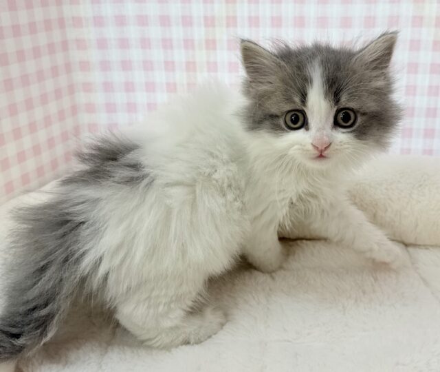 全力にゃー！スコティッシュちゃん💖