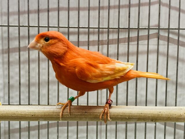 カナリアと言えば『赤』派です♥️赤カナリアの女の子🎀