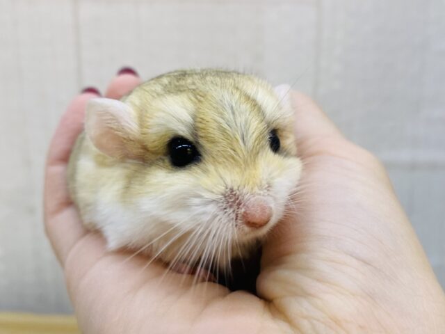 激カワ💕まるまるモチモチ癒し顔☺️💓ファットテールジャービル男の子‼️