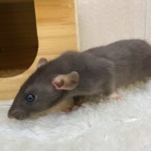 真っ黒に輝く瞳の綺麗なコ✨ファンシーラットの女の子やって来ました！！