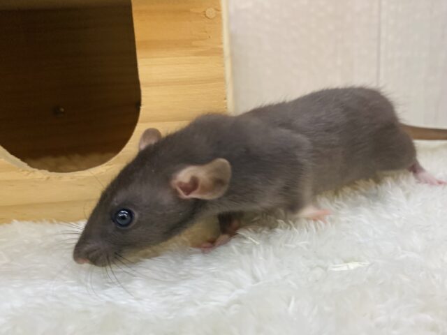 真っ黒に輝く瞳の綺麗なコ✨ファンシーラットの女の子やって来ました！！