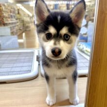 大型新人✨️✨️✨️✨️とっても珍しいミックス犬！ポンスキー男の子
