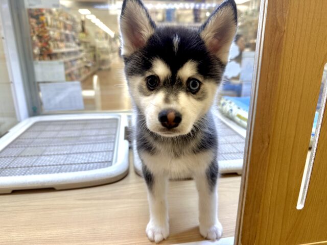 大型新人✨️✨️✨️✨️とっても珍しいミックス犬！ポンスキー男の子