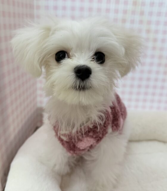 最新📷純白✨マルチーズの女の子😍