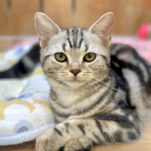 ツンデレ︎💓‪👉🏻👈🏻💓アメリカンショートヘア女の子