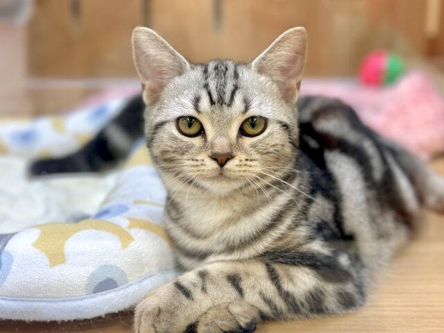 ツンデレ︎💓‪👉🏻👈🏻💓アメリカンショートヘア女の子