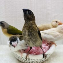 みにみに🧡フィンチフェア開催中‼️