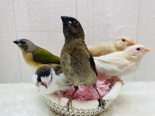 みにみに🧡フィンチフェア開催中‼️