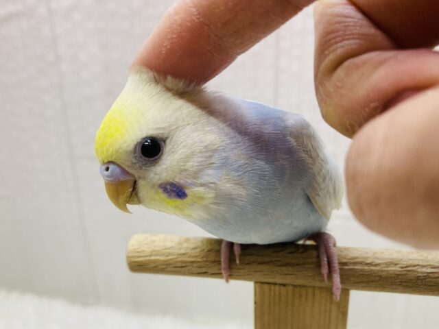 最新画像有ります⭐️大人気！爽やかカラーなセキセイインコヒナさん来ました　パステルレインボー