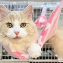 最新📷イケにゃんミヌエットくん！