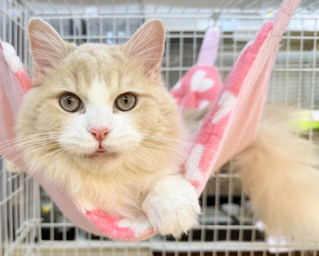 最新📷イケにゃんミヌエットくん！