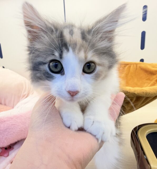 更新📷お久しぶり！ノルウェージャンの女の子🐈