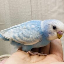 ブルーのレースが素敵なんデス🩵セキセイインコのスパングル✨