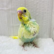 おなかポンポン💓レモンスカッシュちゃん🍋セキセイインコ（パステルカラーレインボーパイド）🌈