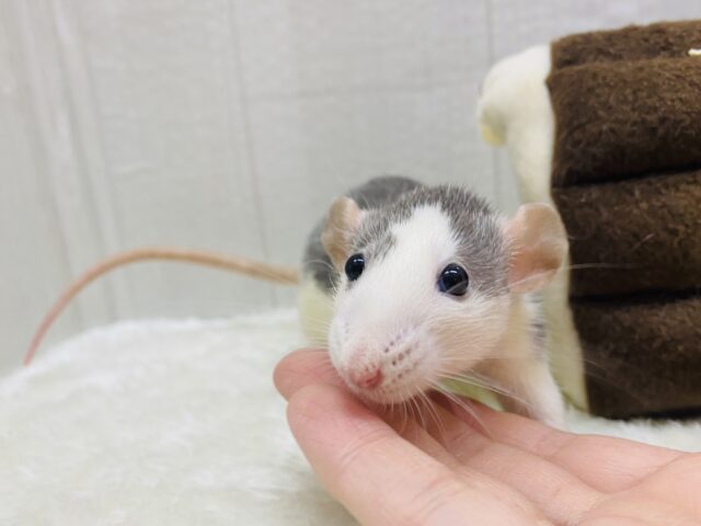 どんどん近づいちゃうよ〜‼️ファンシーラット女の子🩷