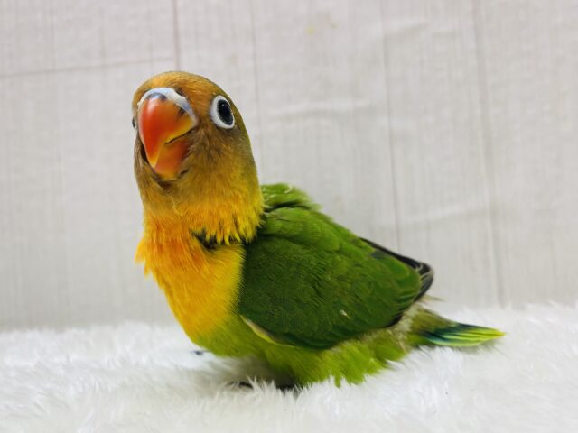 最新画像有ります‼️鮮やか〜な姿を見せておくれ✨ルリコシボタンインコ‼️