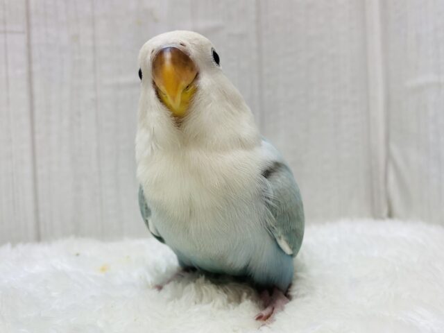 最新画像有ります⭐️ふわふわ🩵ハワイまで連れてって〜🌺コザクラインコのオパーリン系！！