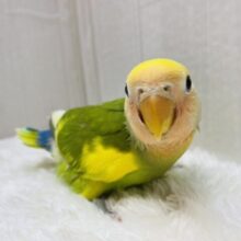 最新画像有ります❣️パッと明るく染まっちゃう💛コザクラインコのタイガーチェリー🌱