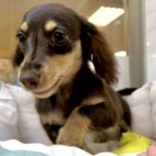 かまってかまって〜🥺💓ミニチュアダックス女の子