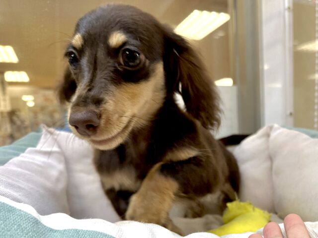 かまってかまって〜🥺💓ミニチュアダックス女の子