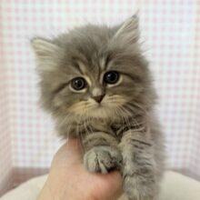 もふもふ天使♡ミヌエットくん