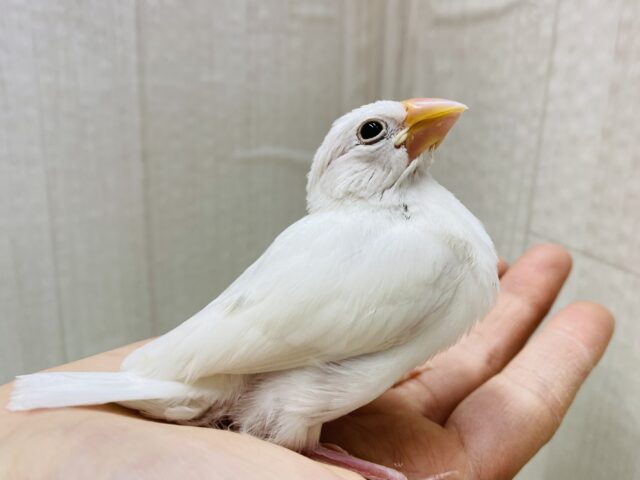将来は真っ白お餅ちゃんを夢見てるの〜💭王道人気の👑白文鳥✨