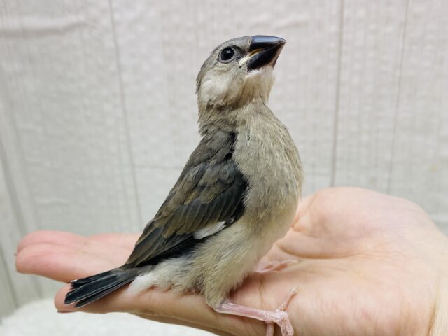 ガラッと見た目の変化が楽しめますっ‼️桜文鳥やってきた〜🙌🙌