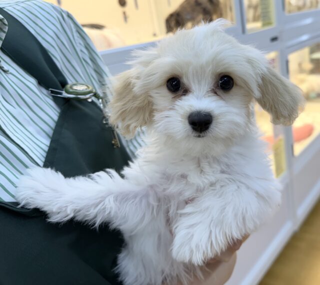 最新📷めちゃカワなキャバビションくん