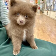 もふもふテディベア🐻ྀི🐻ྀི🐻ྀིポメラニアン男の子