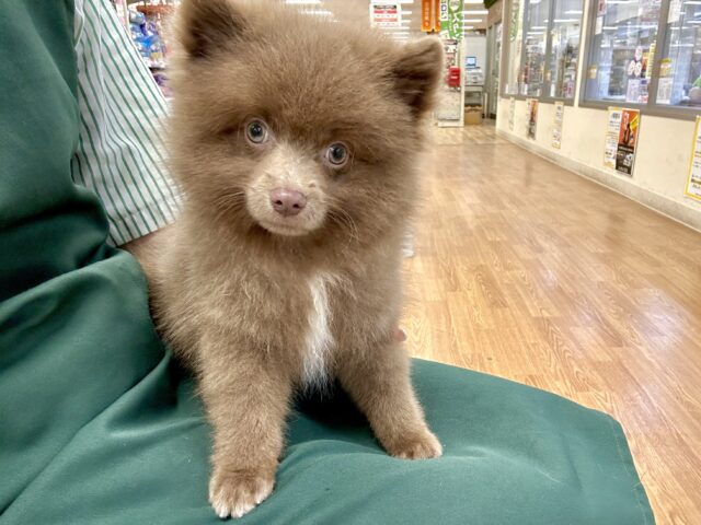 もふもふテディベア🐻ྀི🐻ྀི🐻ྀིポメラニアン男の子