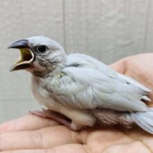 キリッとイケメン登場✨シルバー文鳥‼️