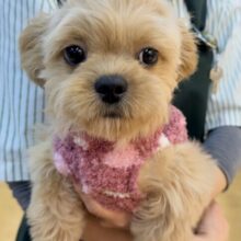 ずっと抱っこしたくなる⭐️ペキプーの女の子！