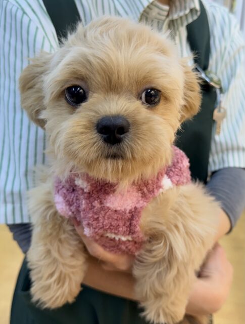 ずっと抱っこしたくなる⭐️ペキプーの女の子！