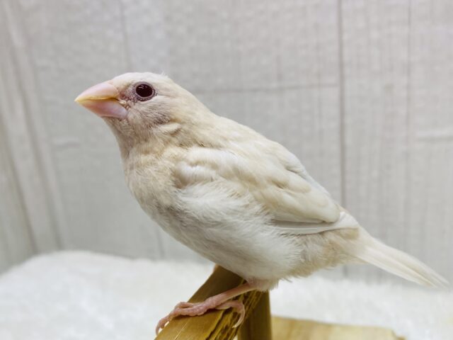 最新画像有ります‼️おそらく当店初🎉ヨーロッパ十姉妹ヒナさん〜クリームイノ