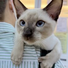 最新📷甘えん坊にゃんこ来ました！トンキニーズくん！