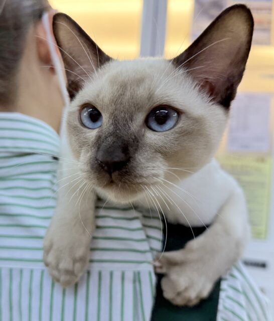 最新📷甘えん坊にゃんこ来ました！トンキニーズくん！